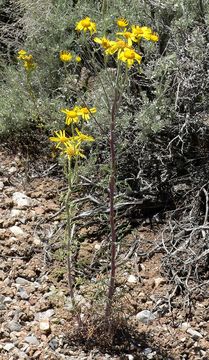 Image of Lemmon's rubberweed