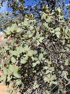 Image of Rocky Mountain Oak