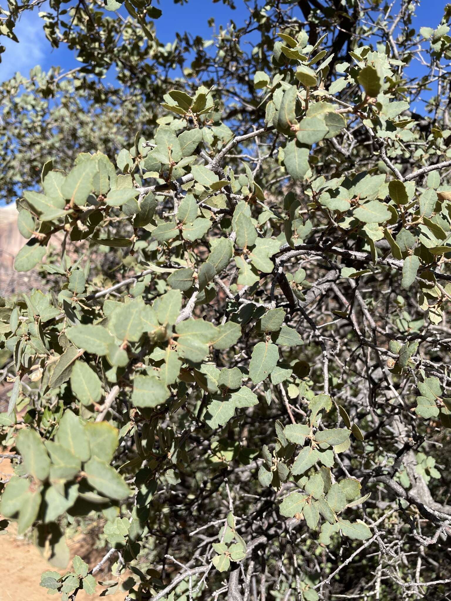 Image de Quercus undulata Torr.