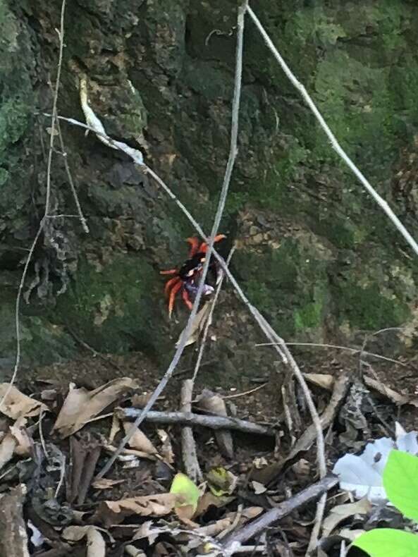 Image of Mexican Land Crab