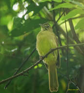 Image of Cachar Bulbul