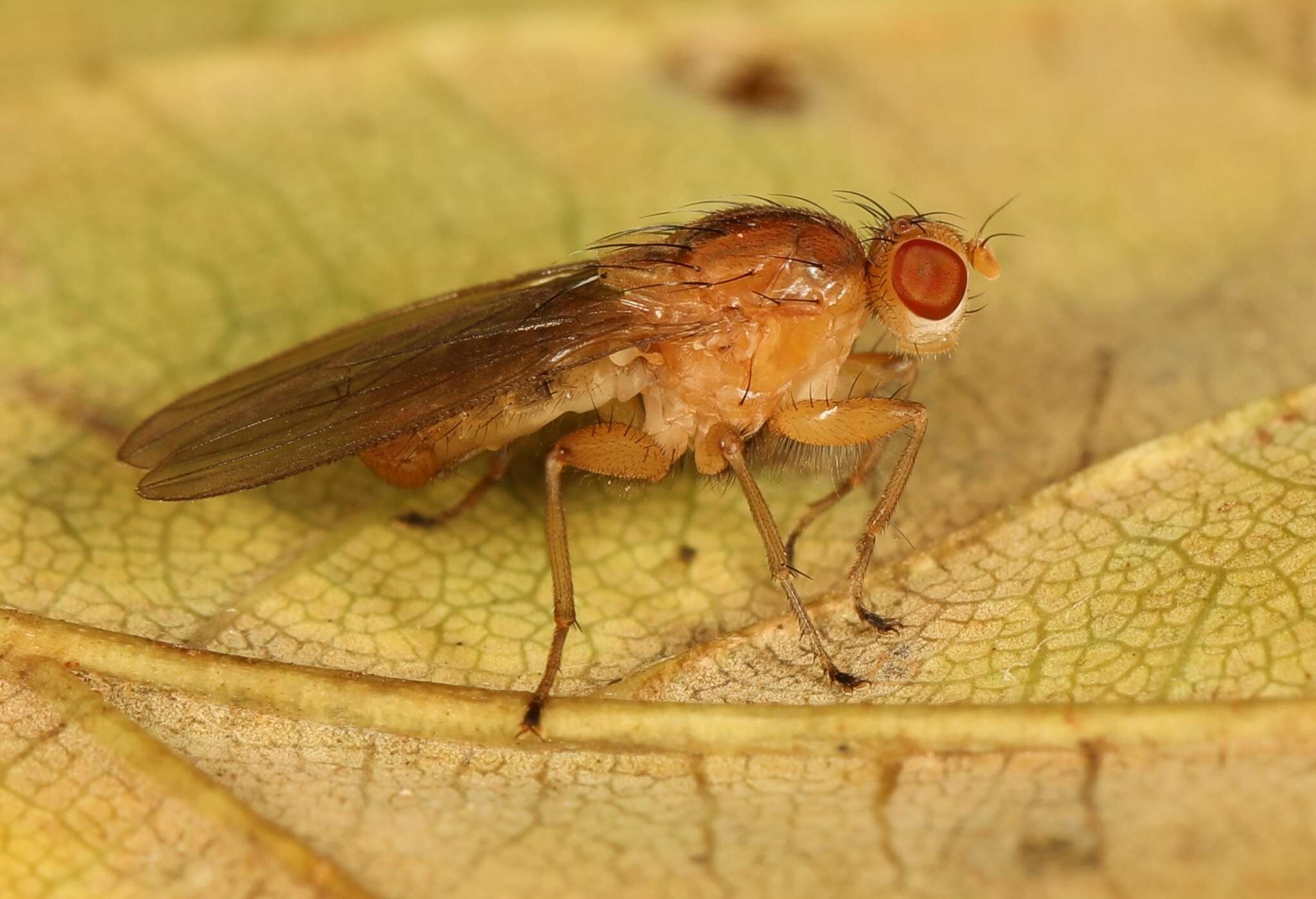 Image of Suillia bicolor (Zetterstedt 1838)