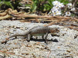 Image of Southern Sagebrush Lizard