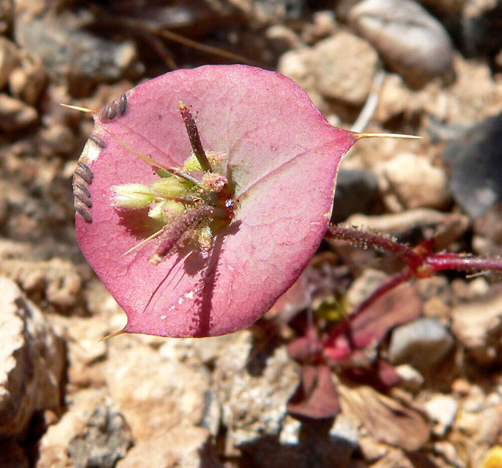 Image of roundleaf oxytheca