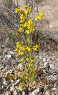 Image of lobeleaf groundsel