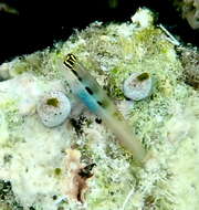 Image of Banda coralblenny