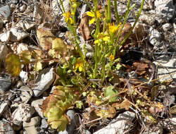 Image of lobeleaf groundsel