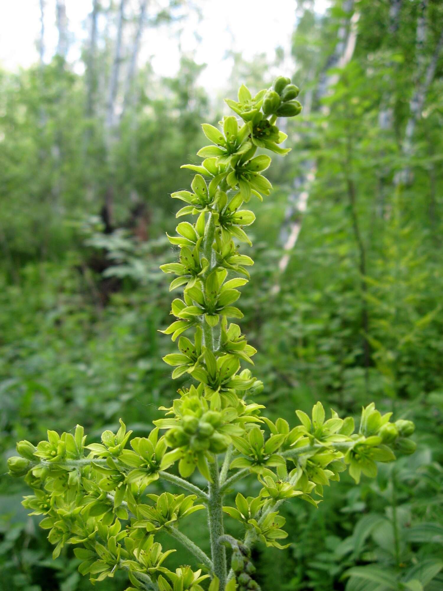 Image of White Hellebore