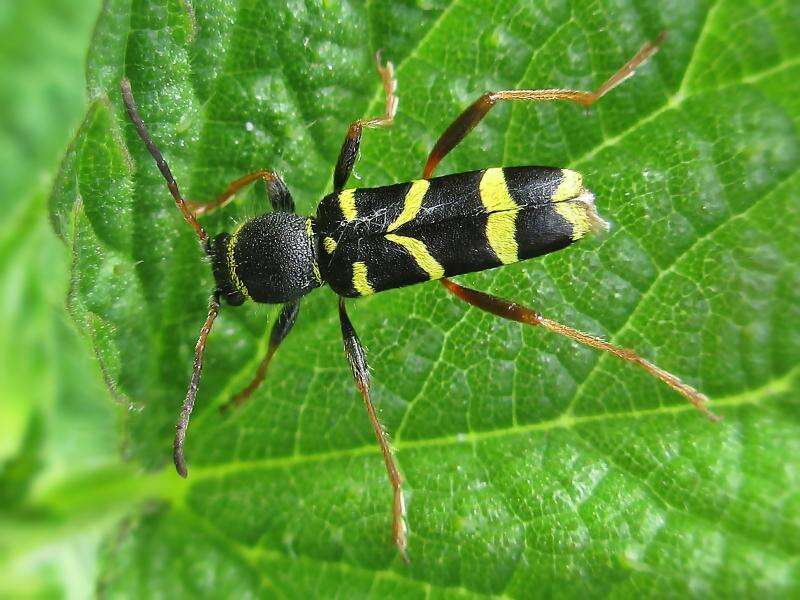 Image of Wasp beetle