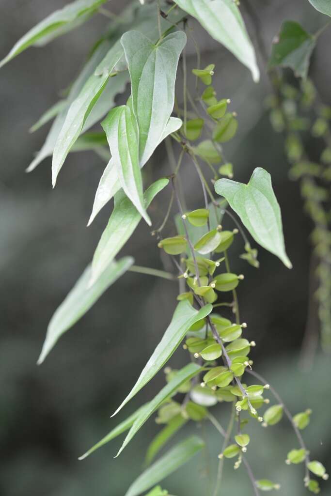 Dioscorea pilosiuscula Bertero ex Spreng.的圖片