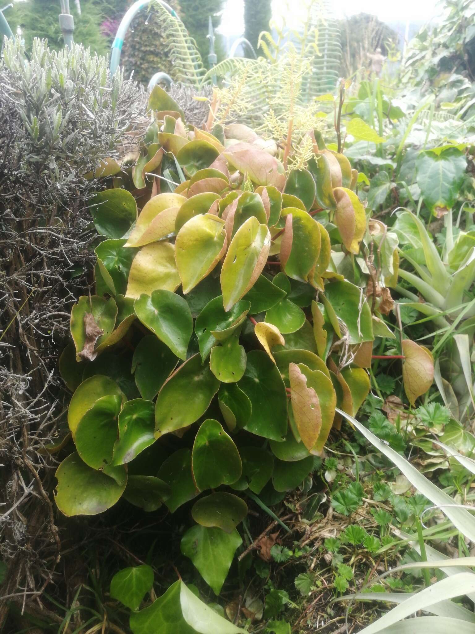 Image of Peperomia peltigera C. DC.