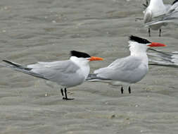 Image of Royal Tern