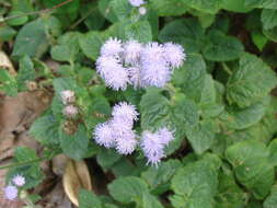 Image of tropical whiteweed