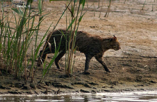 Image of Iriomote Cat