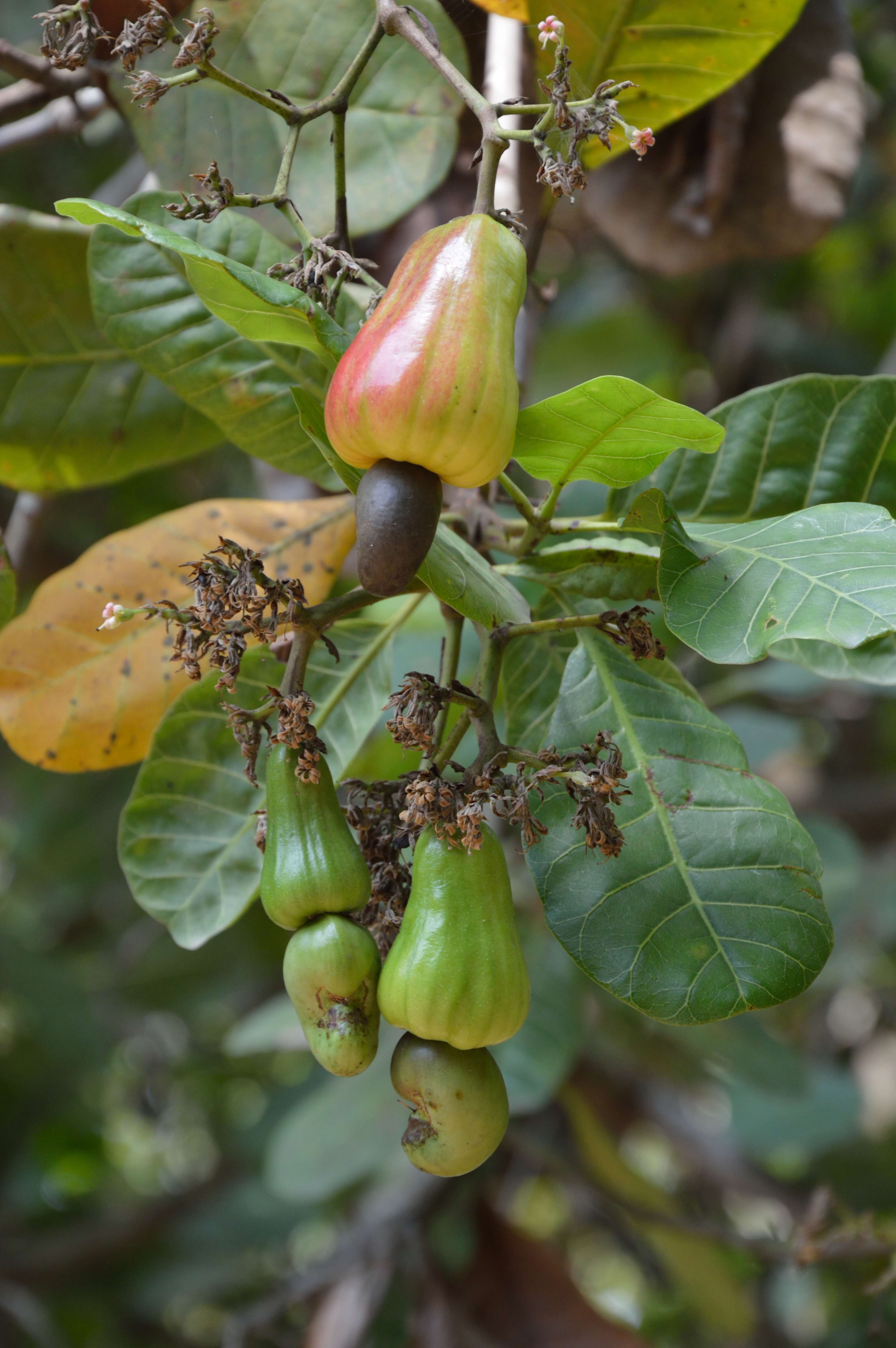 Image of cashew