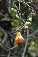 Image of cashew