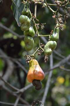 Image of cashew