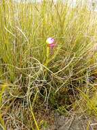 صورة Disa filicornis (L. fil.) Thunb.