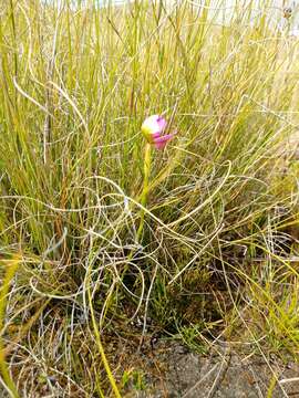 صورة Disa filicornis (L. fil.) Thunb.