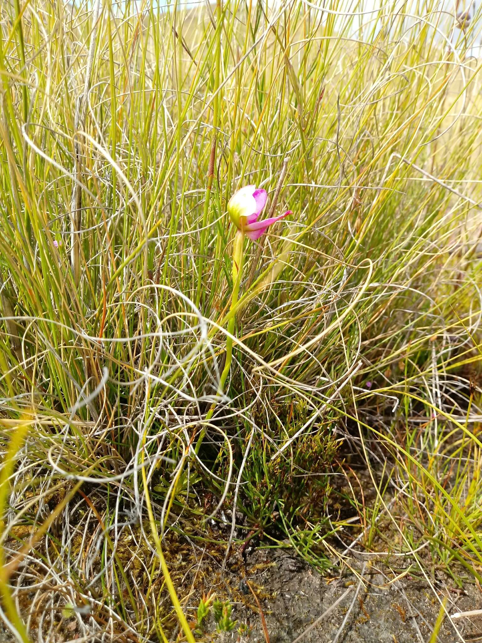 صورة Disa filicornis (L. fil.) Thunb.