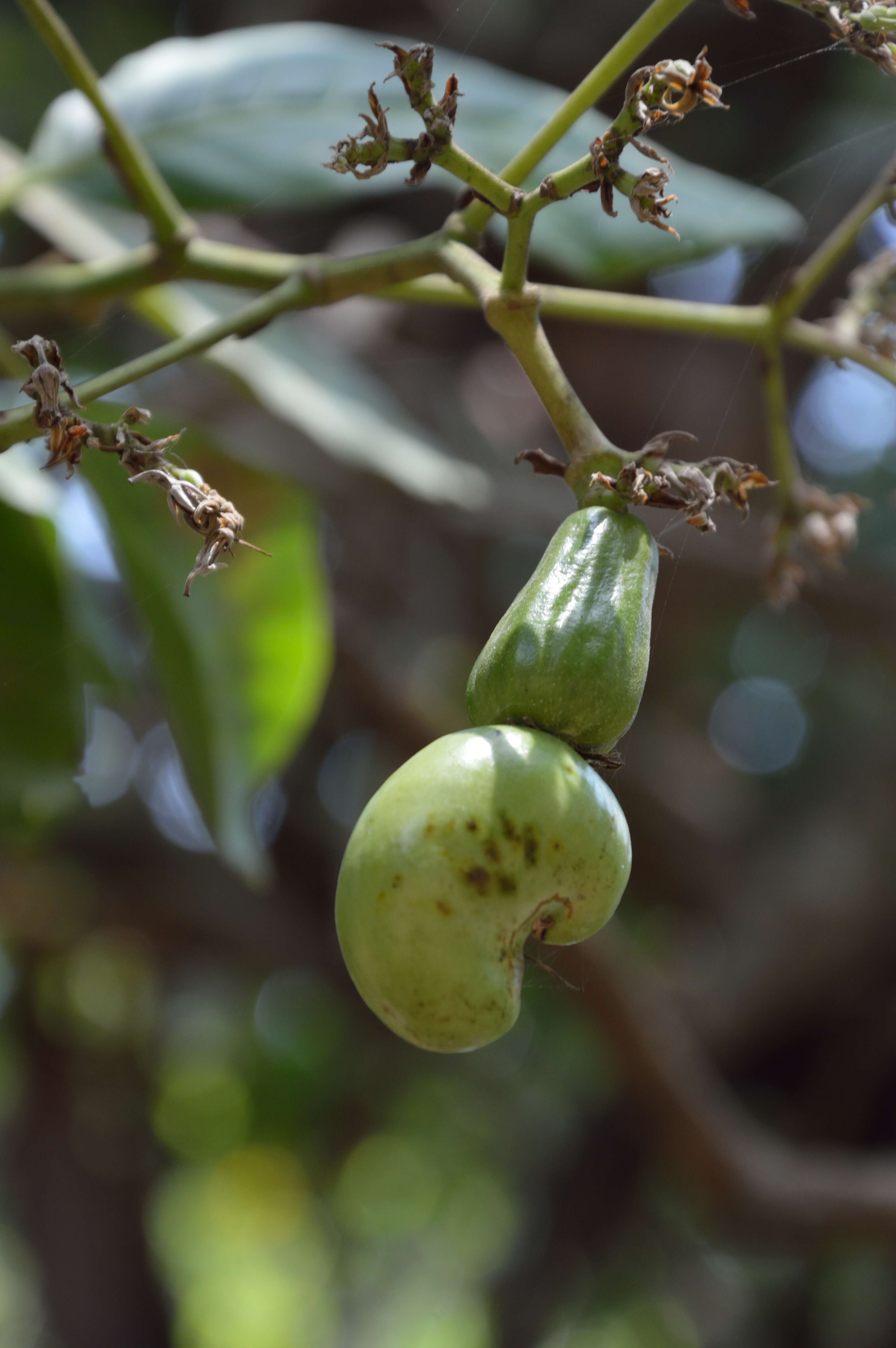 Image of cashew