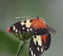 Image of Heliconius hecale melicerta