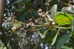 Image of cashew