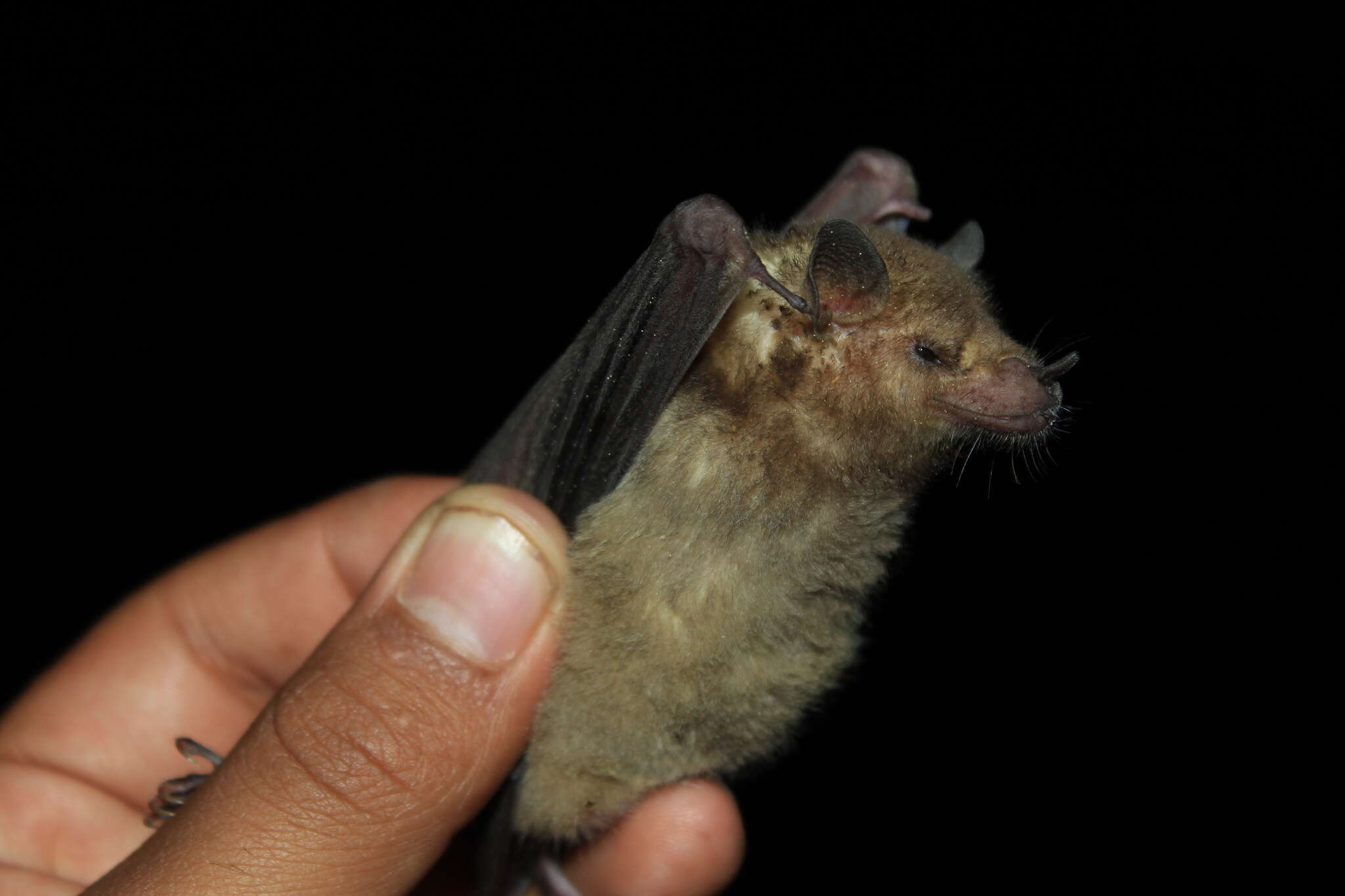 Image of Lesser Long-nosed Bat