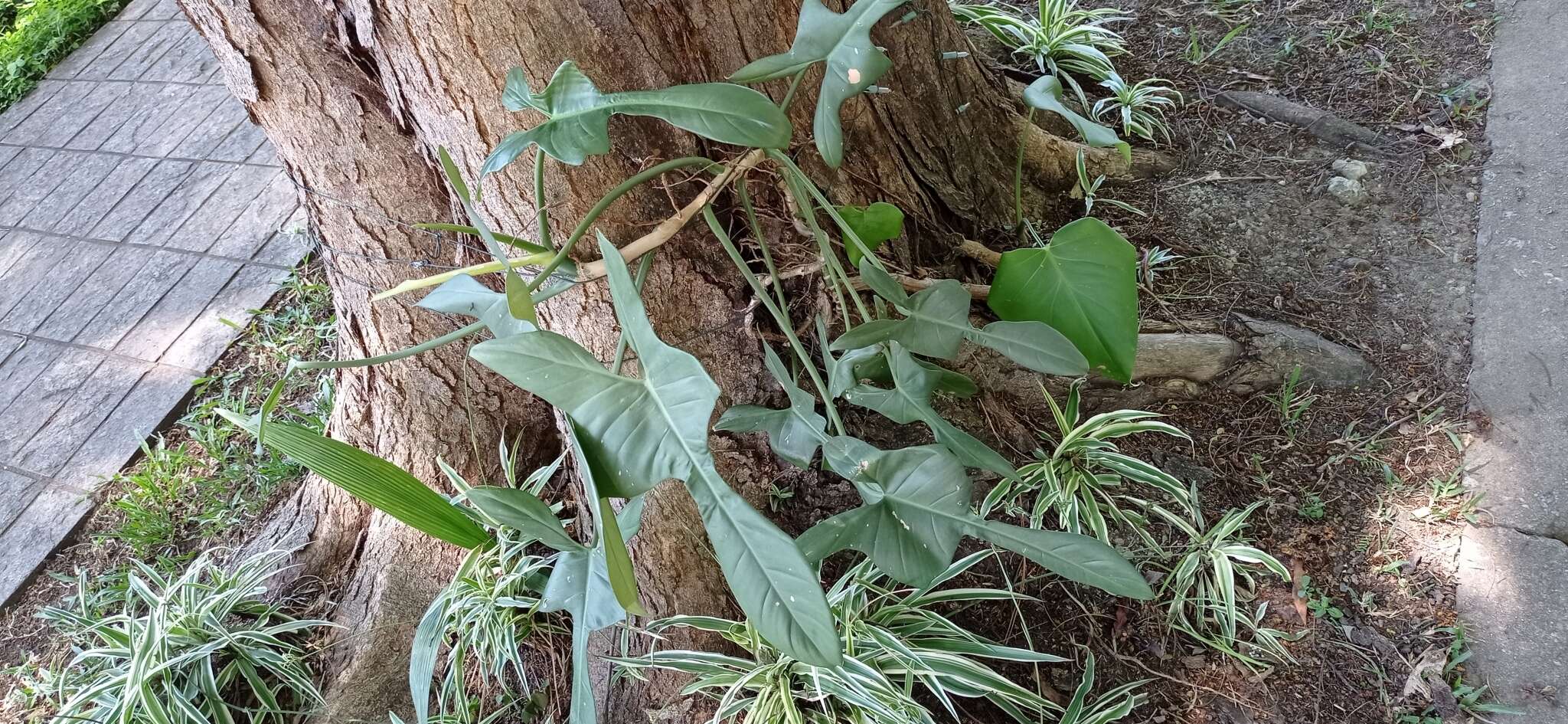 Image of Philodendron bipennifolium Schott