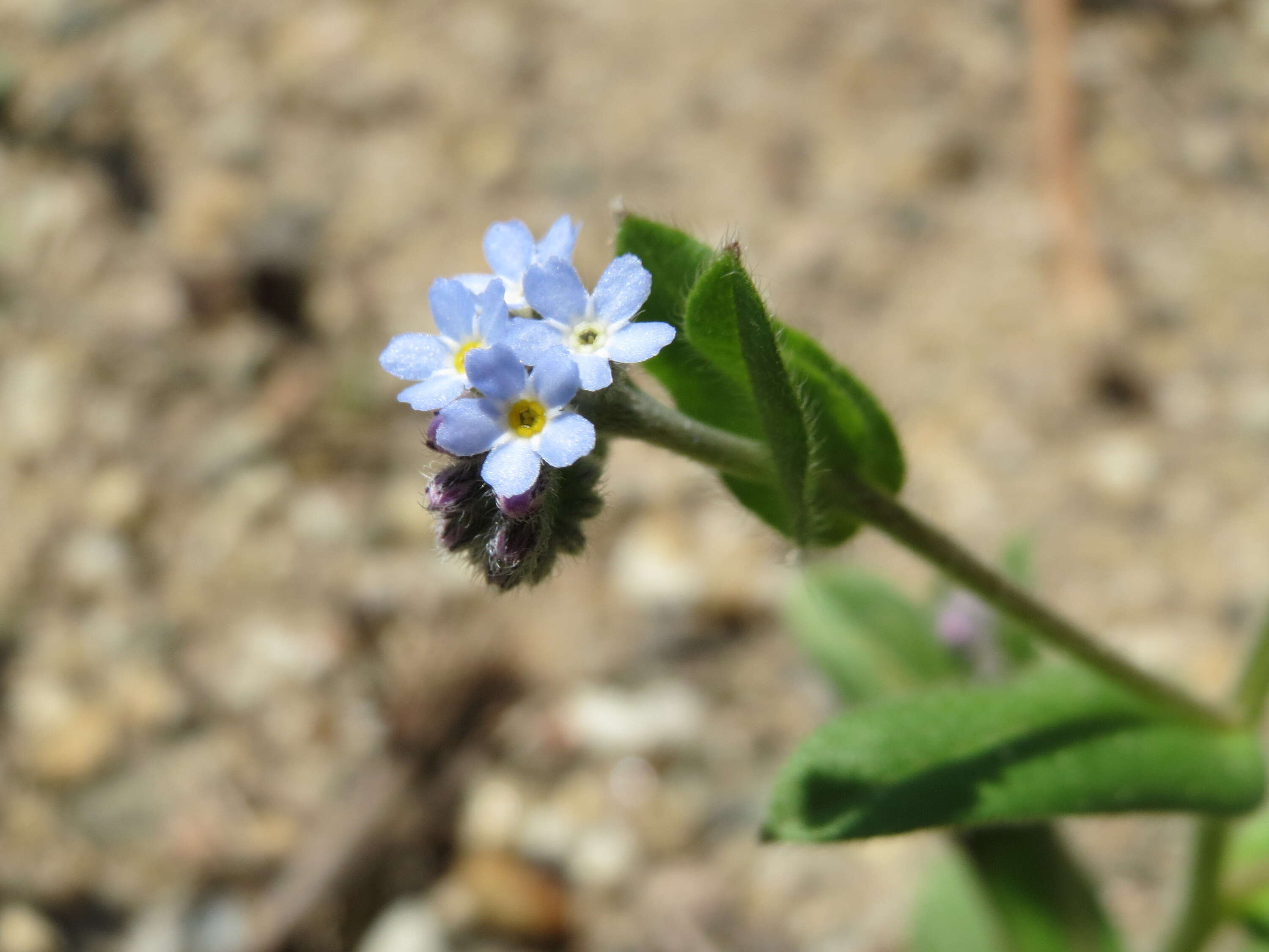 Image of field forget-me-not