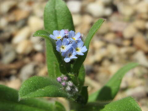 Image of field forget-me-not