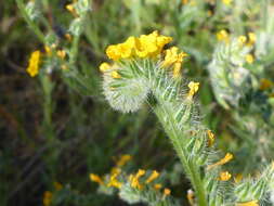 Image of Menzies' fiddleneck