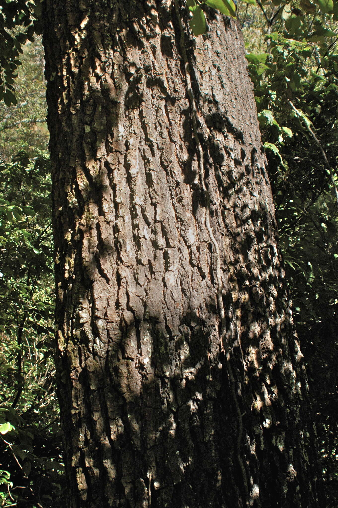 Image de Abies durangensis Martínez