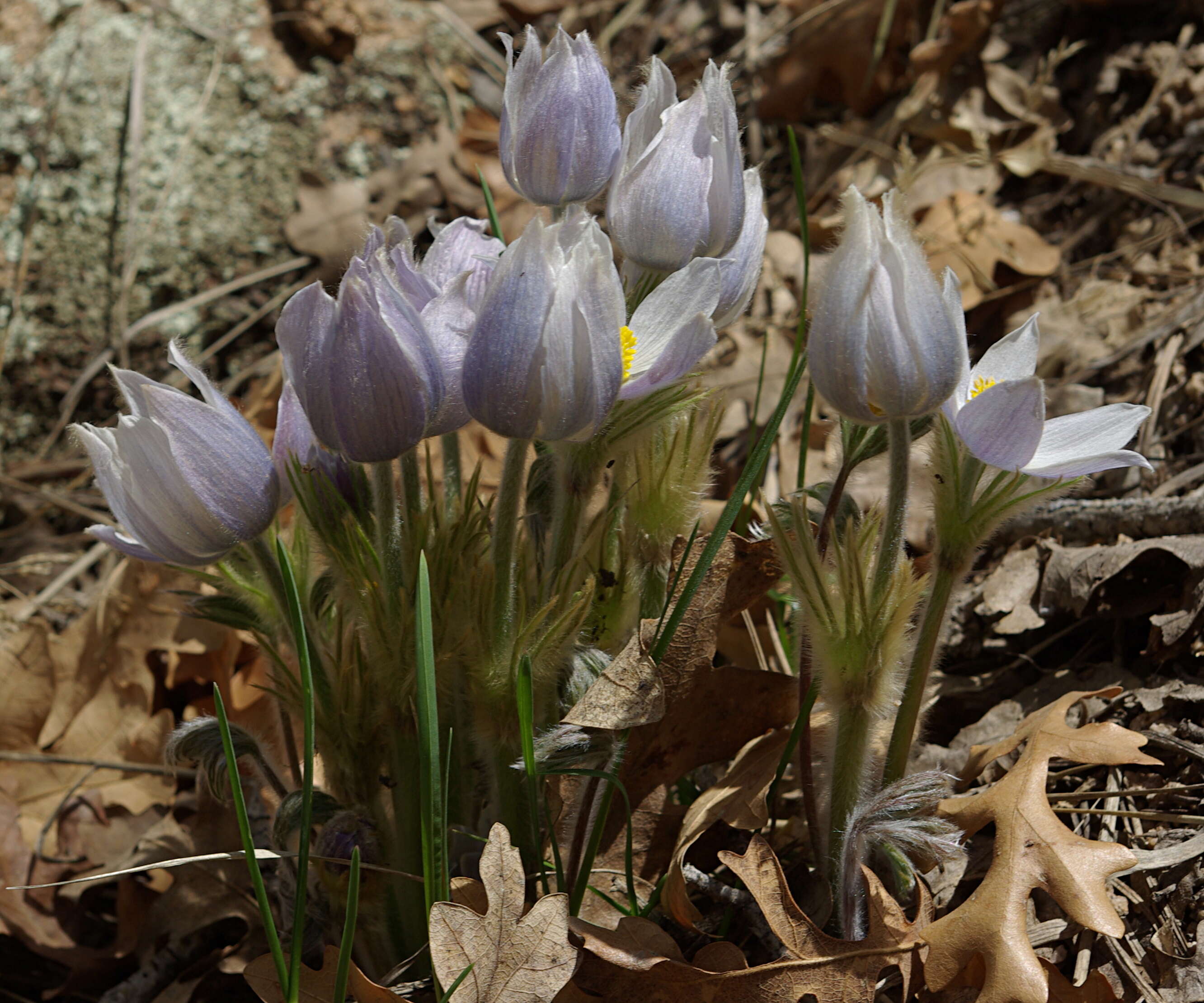 Image of Eastern Pasque Flower