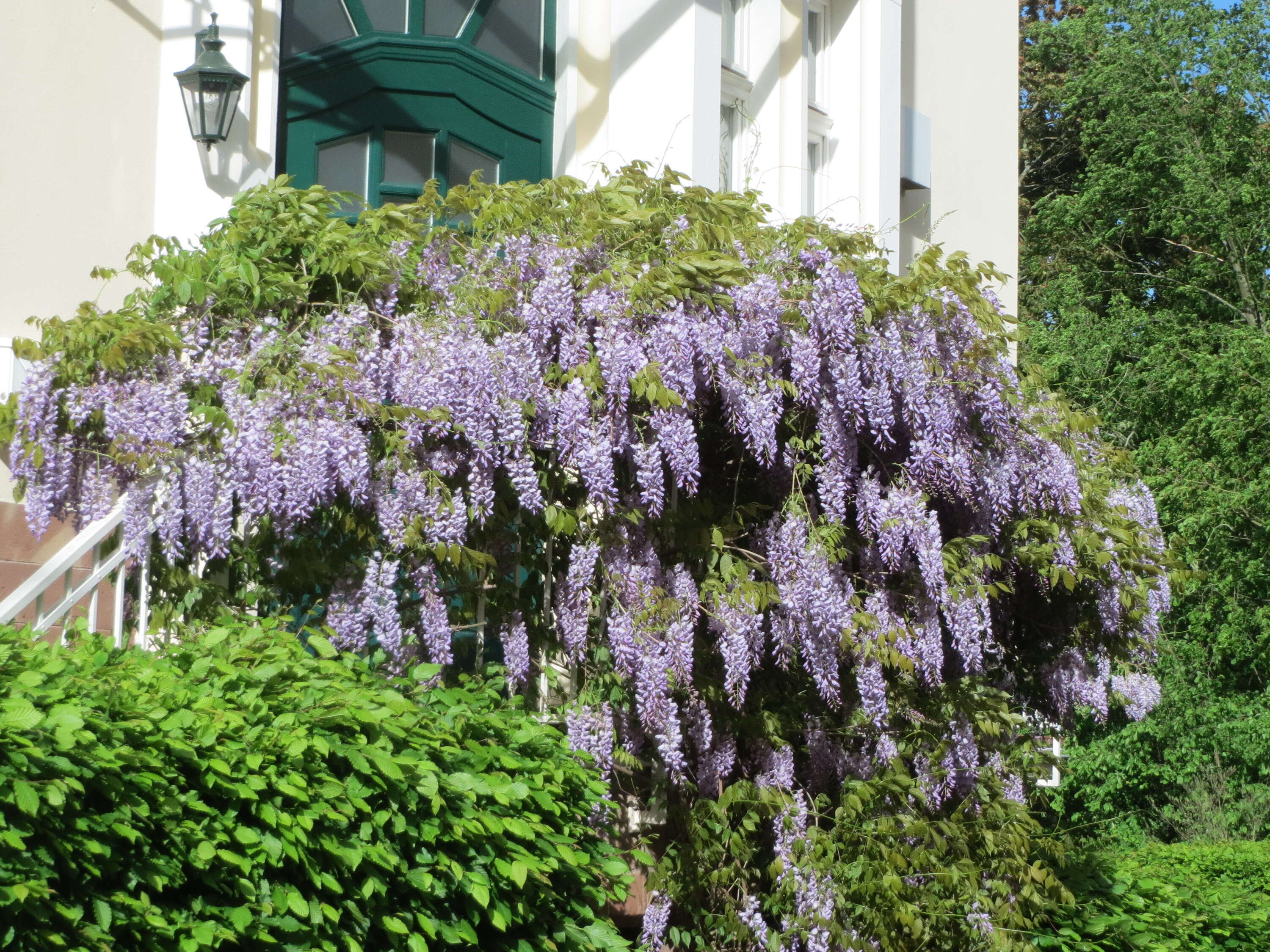 Plancia ëd Wisteria floribunda (Willd.) DC.