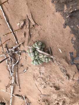 Image of Crassula elegans Schönl. & Baker fil.