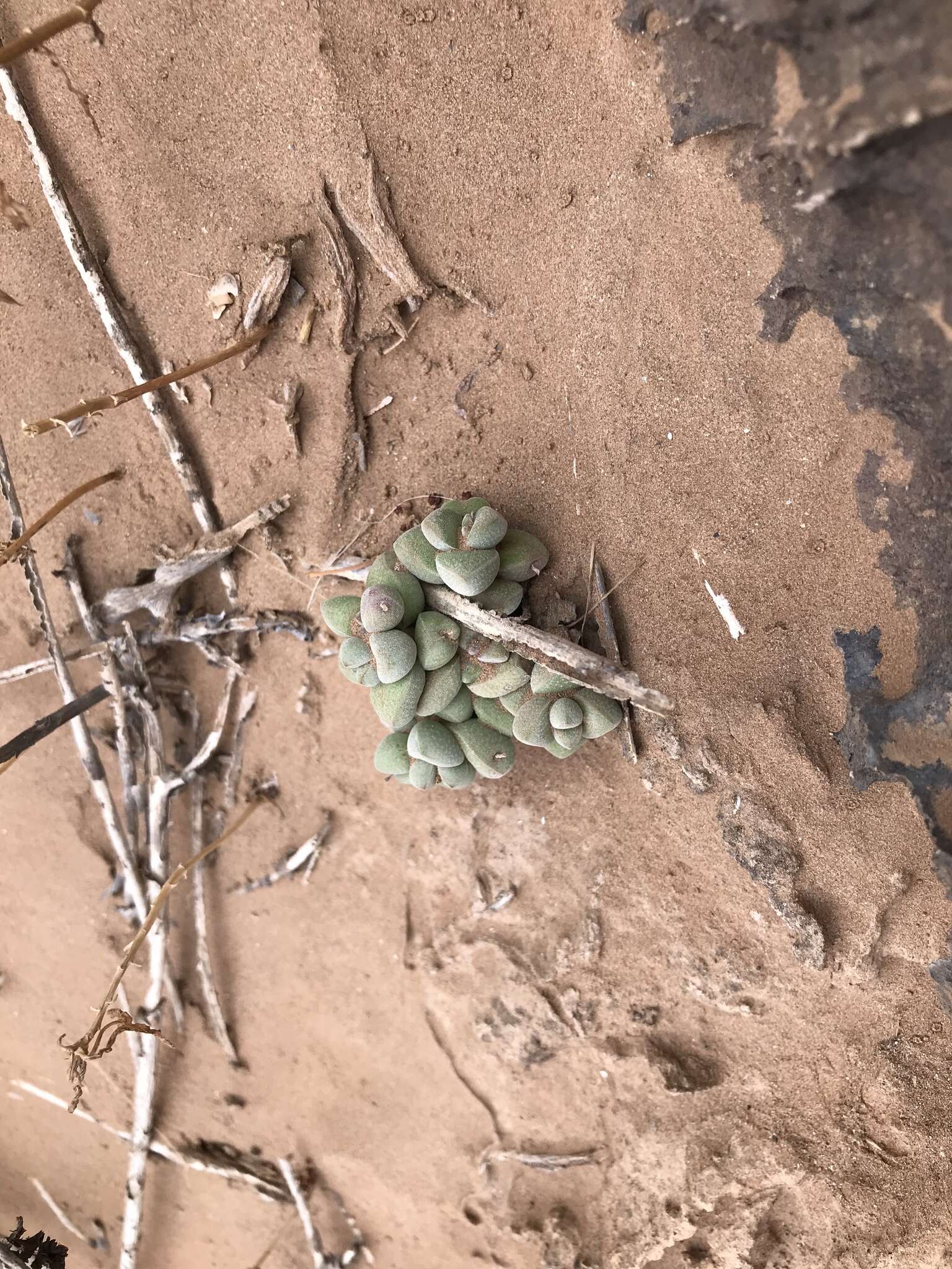 Image of Crassula elegans Schönl. & Baker fil.