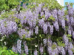 Image of Japanese wisteria