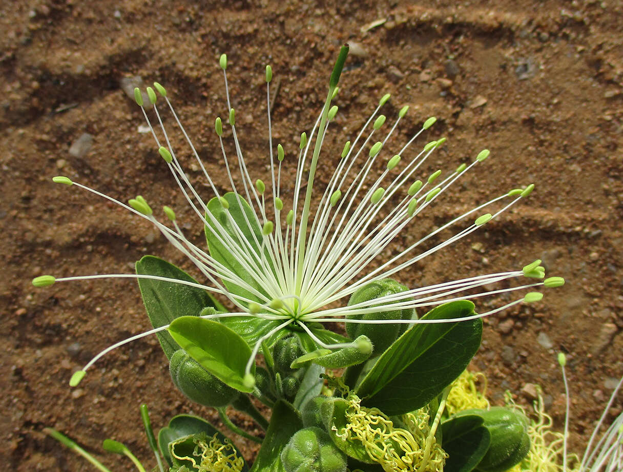 Image of Maerua angolensis subsp. angolensis