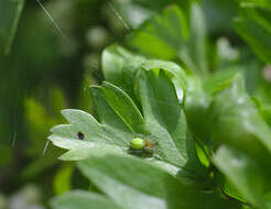 Image of Cucumber green spider