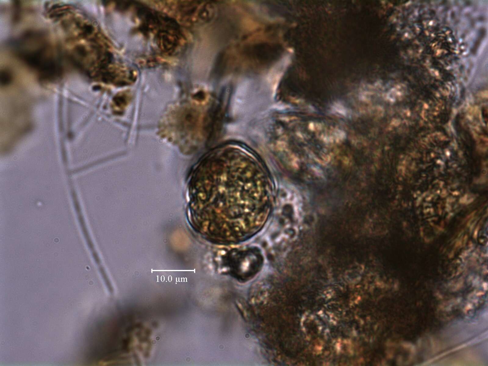 صورة Parvodinium inconspicuum