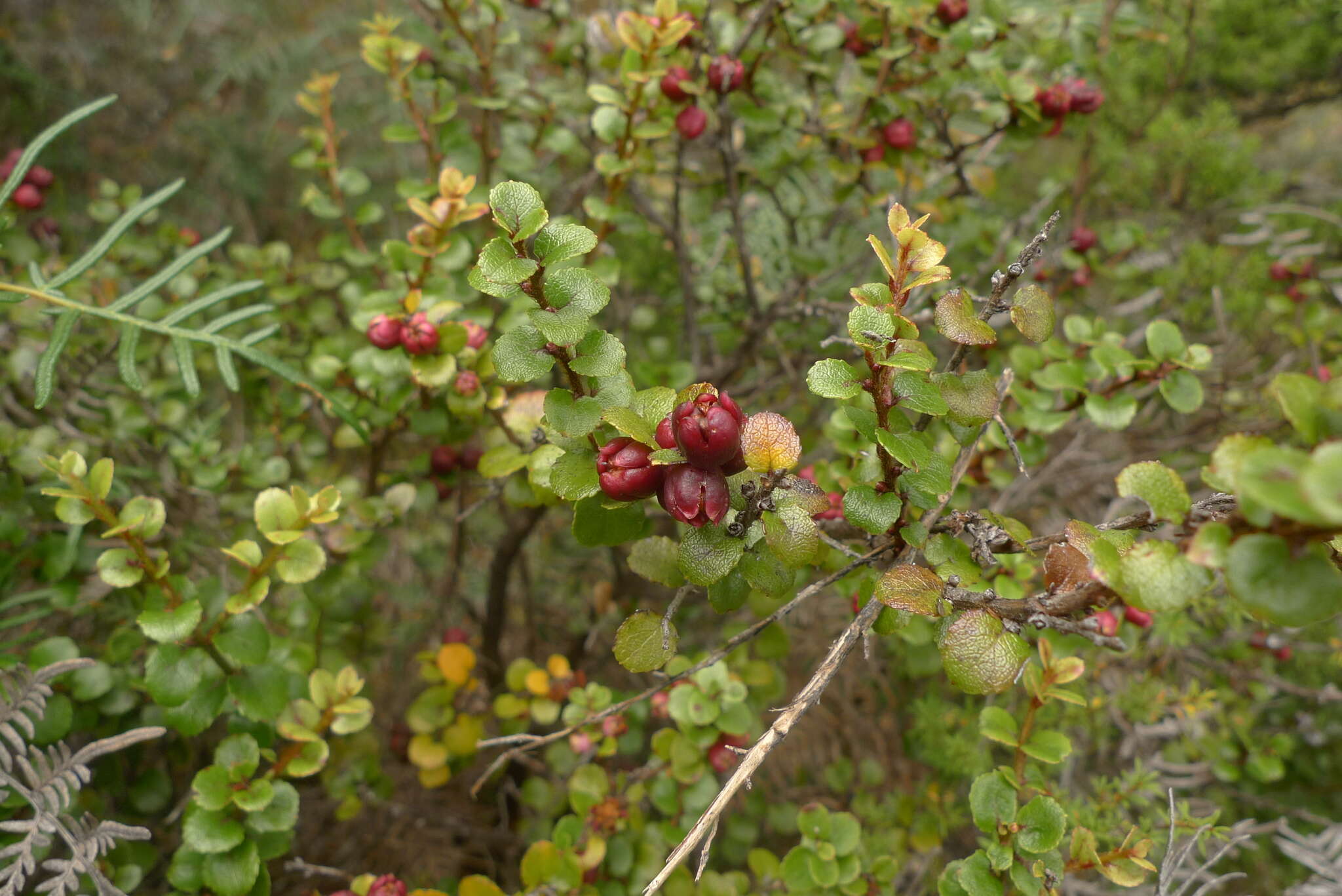 Image of Gaultheria antipoda Forst. fil.