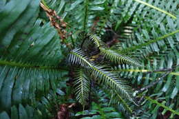 Image of Fishbone water-fern