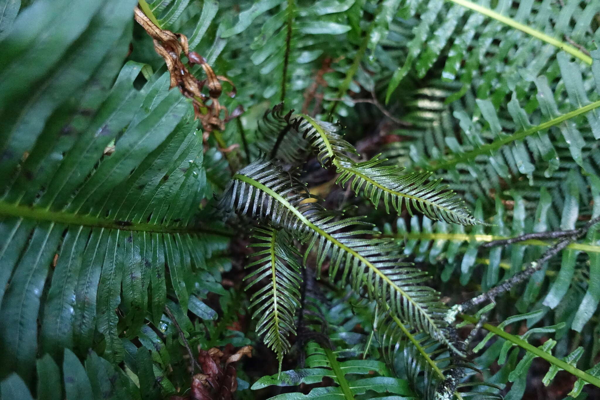 Image of Fishbone water-fern