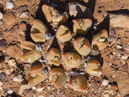 Image of Gibbaeum gibbosum (Haw.) N. E. Br.