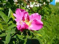 Image of Rosa glabrifolia C. A. Mey. ex Rupr.