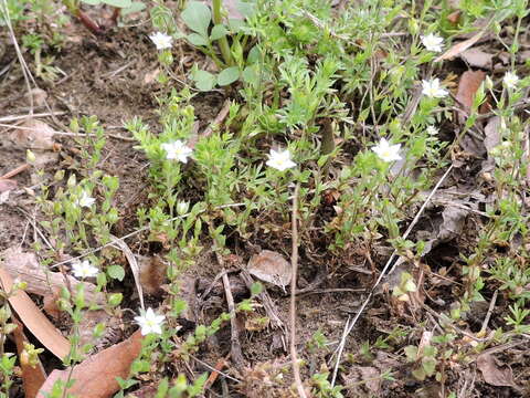 Image of Thyme-leaved Sandwort