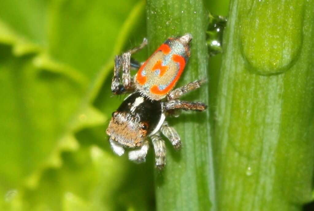 Image of Peacock spider