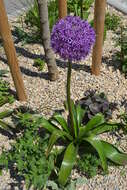 Image of Allium giganteum Regel