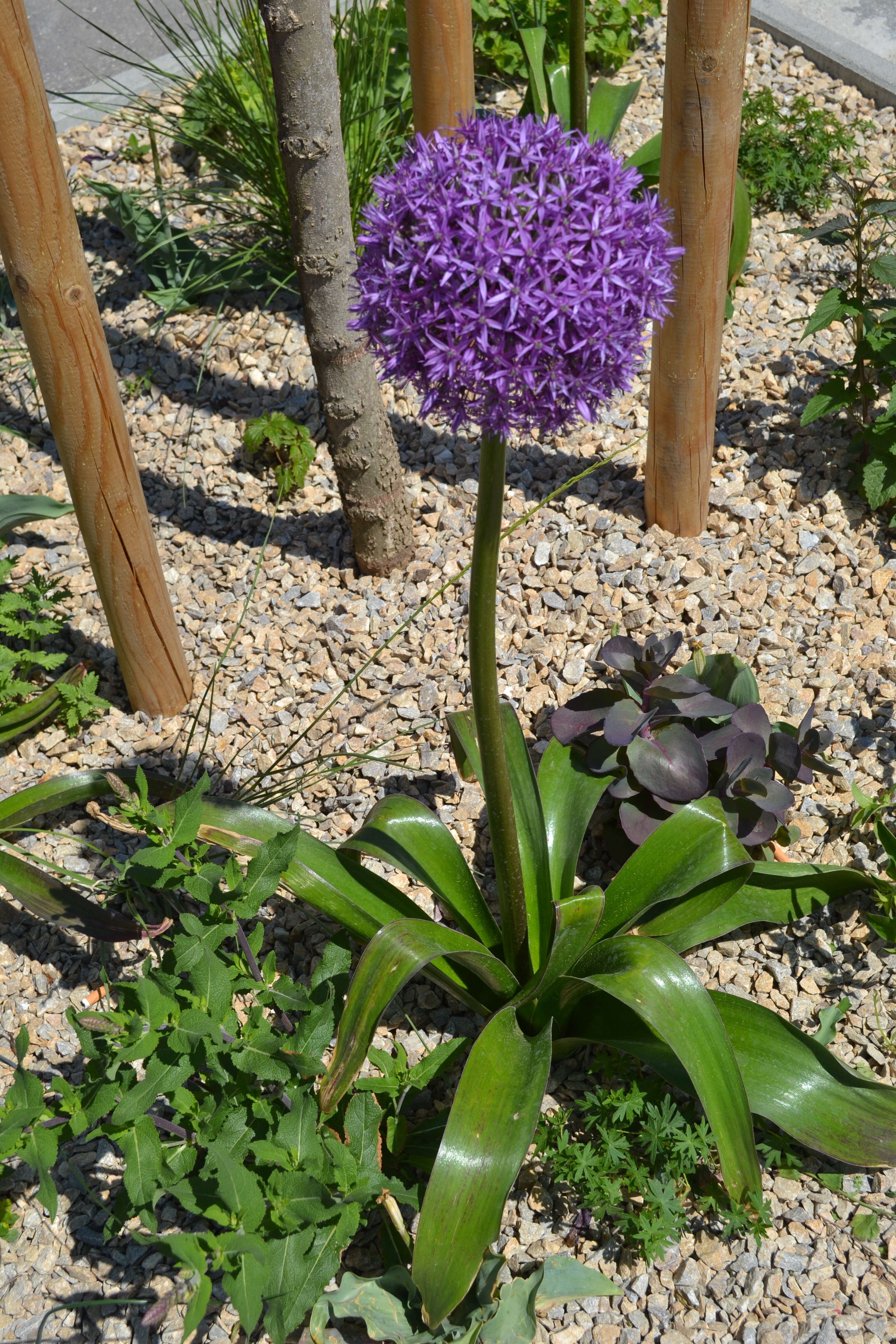 Image of Allium giganteum Regel